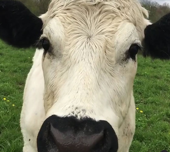 Cow