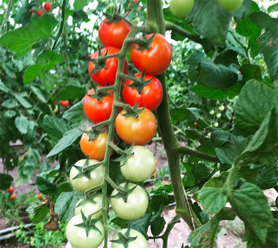 Tomatoes