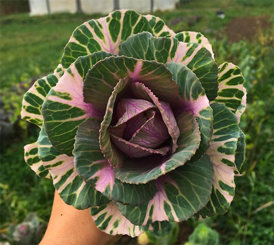 Cabbage